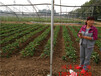 鄂州草莓苗品种、全明星草莓苗正宗基地