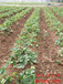 漯河四季草莓苗、草莓苗图片产量