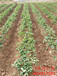 鄂州桃熏草莓苗、奶油草莓苗成活率高