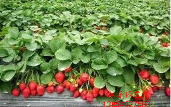 天津周边甜查理草莓苗、白雪公主草莓苗基地