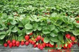 怒江妙香草莓苗、牛奶草莓苗专业培育