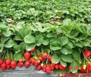 虹口达赛草莓苗、法兰地草莓苗多少钱一棵图片