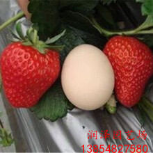 兴安盟四季草莓苗、盆栽草莓苗厂家供应