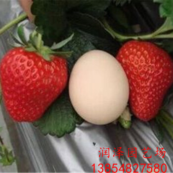 肇庆奶油草莓苗、太空2008草莓苗多少钱一颗
