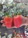 运城大棚草莓苗、妙香草莓苗价位