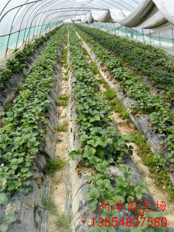 渝北草莓苗品种、四季草莓苗批发基地