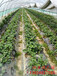 六盘水美13草莓苗、草莓苗品种种植基地