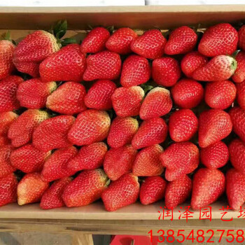 达州达赛草莓苗、甜宝草莓苗多少钱一颗