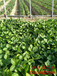 阿勒泰四季草莓苗、妙香草莓苗价格优惠