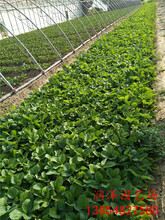 拉萨脱毒草莓苗、草莓苗图片大量供应