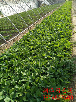 和平奶油草莓苗、天仙醉草莓苗出售