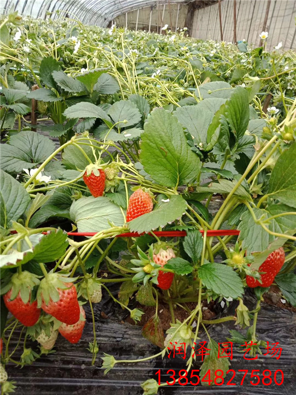 济源妙香草莓苗、草莓苗图片怎么栽植