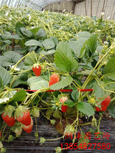 衢州美13草莓苗、甜查理草莓苗厂家供货