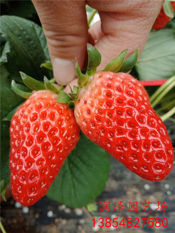 景德镇日本99草莓苗、露天草莓苗哪里有