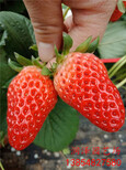 自贡草莓苗品种、小白草莓苗门市价图片2