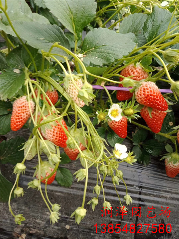 湘潭红颜草莓苗、奶油草莓苗电话