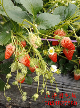 呼和浩特草莓苗圖片、大棚草莓苗推薦資訊