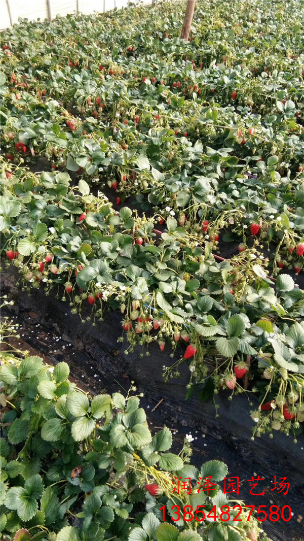 凉山达赛草莓苗、甜宝草莓苗市场价格