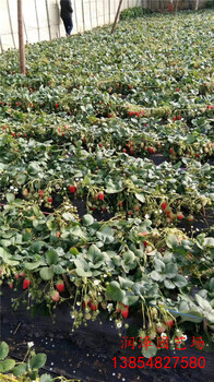 上海周边草莓苗品种、太空2008草莓苗多少钱
