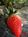 吐鲁番脱毒草莓苗、日本99草莓苗种植技术