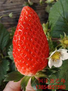 抚顺日本99草莓苗、日本99草莓苗哪家买