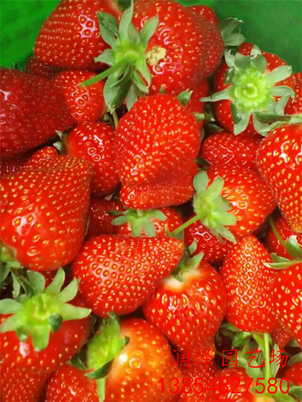 景德镇日本99草莓苗、露天草莓苗哪里有