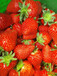 丽江妙香草莓苗、四季草莓苗怎么栽植