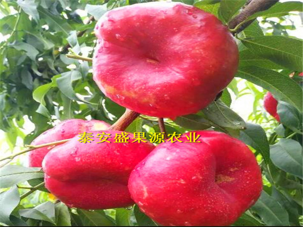 龍子湖區(qū)沙子早生桃樹種苗怎么賣沙子早生桃樹種苗特色品種