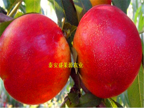 沂源縣秋彤桃樹(shù)種苗報(bào)價(jià)秋彤桃樹(shù)種苗特色品種