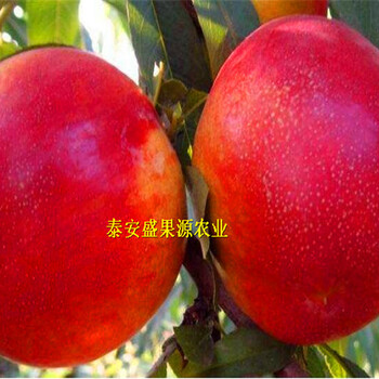 淮上区蟠桃桃树种苗多少钱蟠桃桃树种苗建园指导