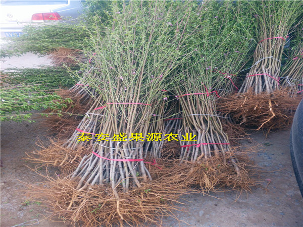 龍子湖區(qū)沙子早生桃樹種苗怎么賣沙子早生桃樹種苗特色品種