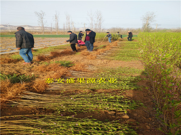 淮上区蟠桃桃树种苗多少钱蟠桃桃树种苗建园指导