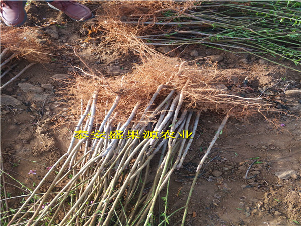 淮上區(qū)蟠桃桃樹種苗多少錢蟠桃桃樹種苗建園指導(dǎo)