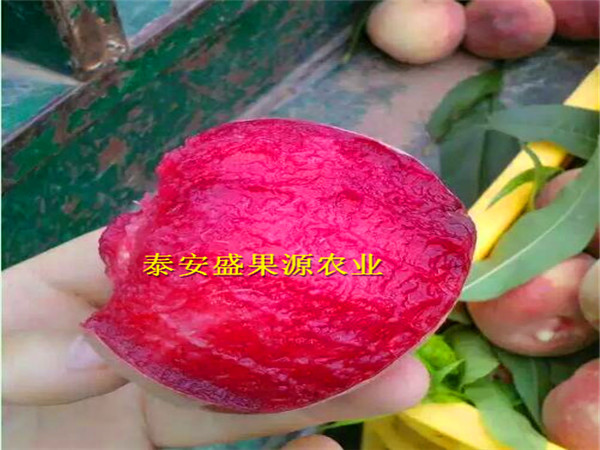 沂源縣秋彤桃樹(shù)種苗報(bào)價(jià)秋彤桃樹(shù)種苗特色品種