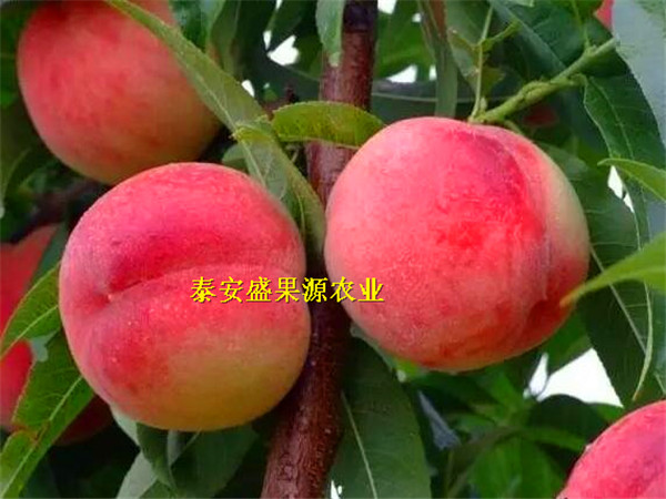 龍子湖區(qū)沙子早生桃樹種苗怎么賣沙子早生桃樹種苗特色品種