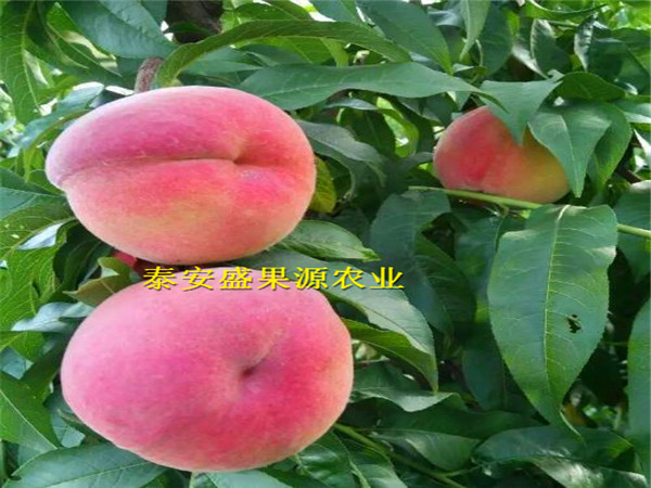 淮上區(qū)蟠桃桃樹種苗多少錢蟠桃桃樹種苗建園指導(dǎo)