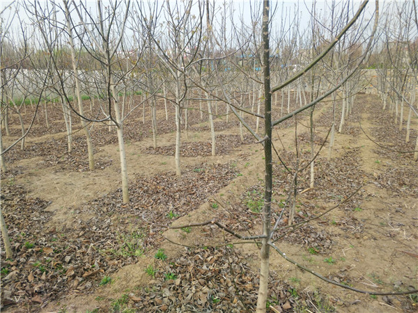 晉城青花椒苗基地結果年限
