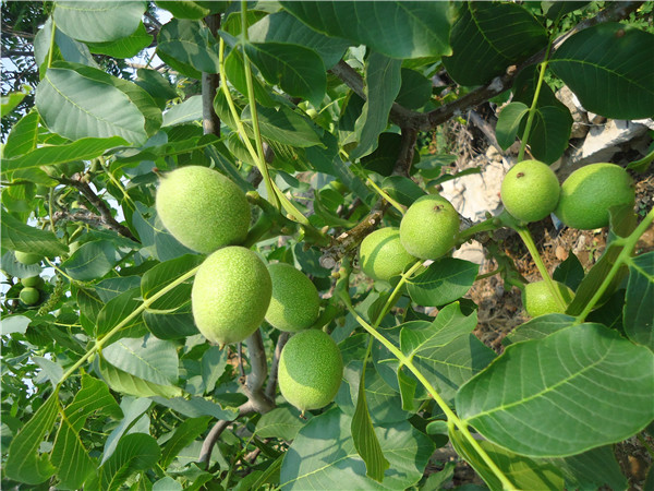 晉城青花椒苗基地結果年限