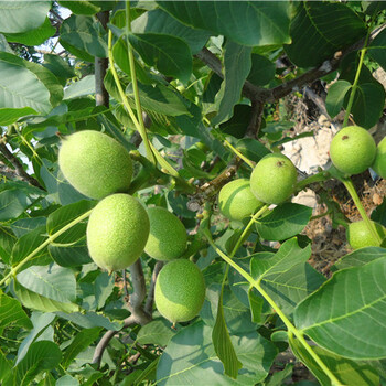隴南花椒苗基地掛果時(shí)間