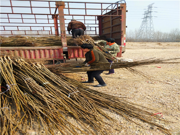 赤峰狮子头花椒苗基地特色品种