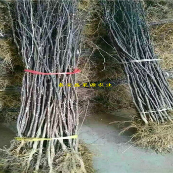 平邑縣嫁接花椒苗產(chǎn)量建園指導(dǎo)