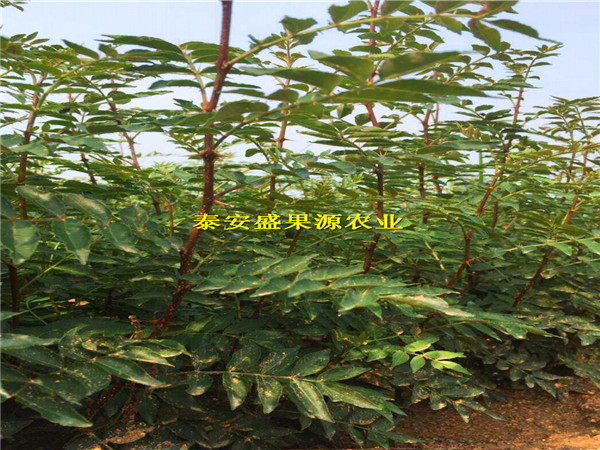 灞桥花椒小苗产量品种纯度
