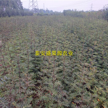 灞桥花椒小苗产量品种纯度