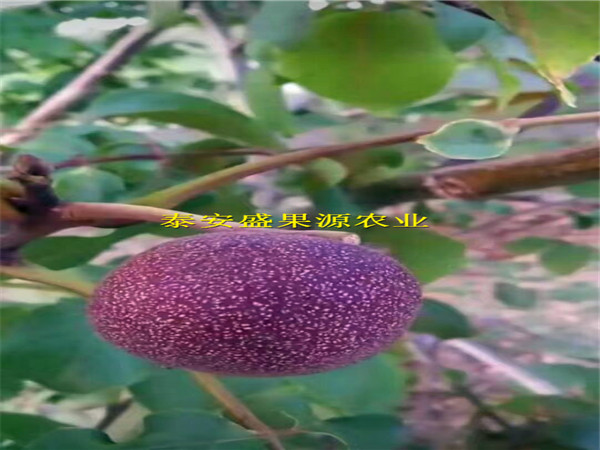 臨高縣核桃實生苗銷售種植技術(shù)