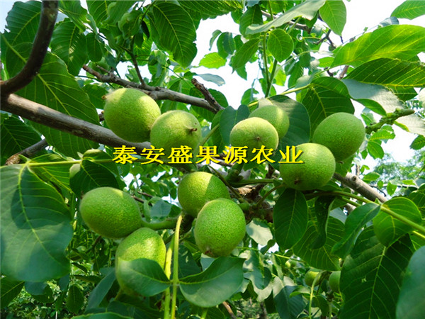 高坪核桃種子苗效益基地