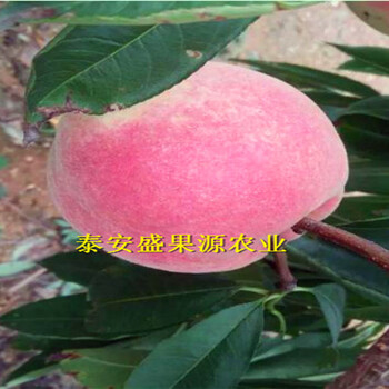 開平非洲黑妹桃怎么樣非洲黑妹桃品種