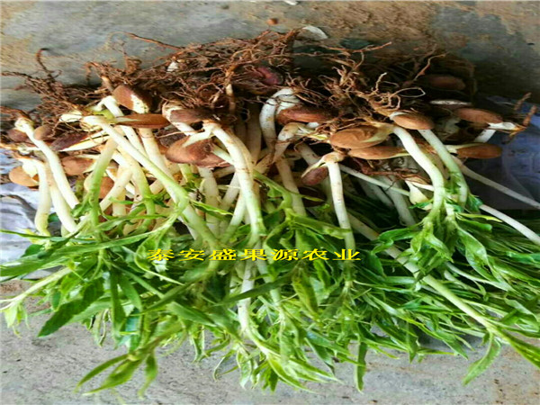 沾益縣香椿種苗怎么樣種植技術(shù)