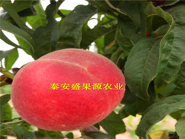 濱州新加工毛桃胡種子供應(yīng)