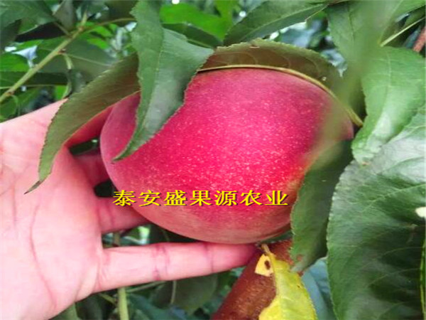 成活率高會寧縣倉方早生桃樹種苗廠家供應(yīng)