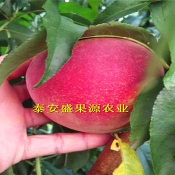 九龍縣香椿種苗哪家買種植技術(shù)